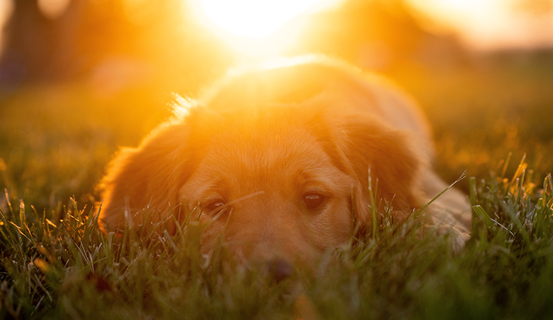 Fireworks and Dogs: Keeping Pets Safe