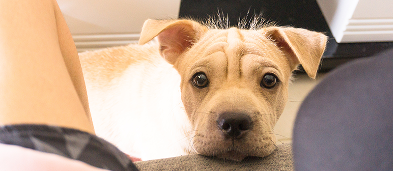Fireworks and Dogs: Keeping Pets Safe