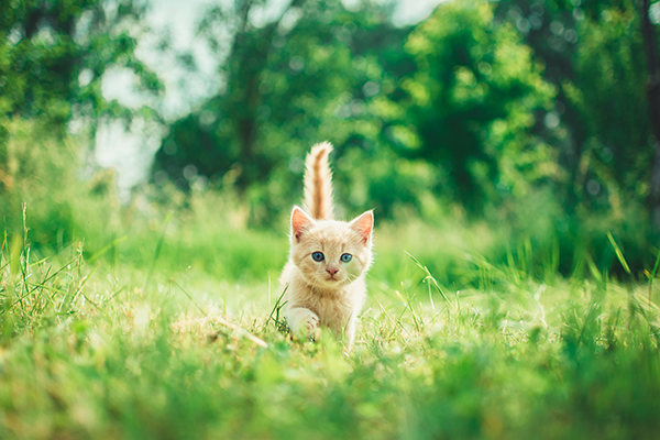 Why Microchip Cats?