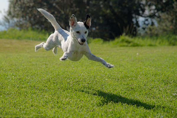 Why Microchip Dogs?