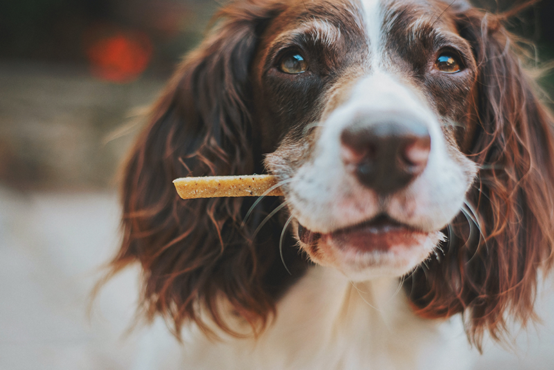 are pup peroni treats bad for dogs