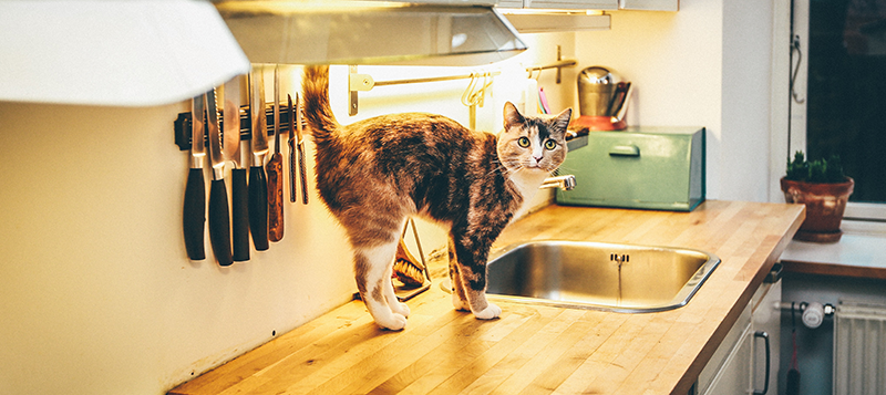 The Facts on Dog & Cat Treats