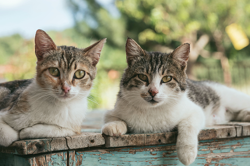 Pet Health Month: Focus on Cats