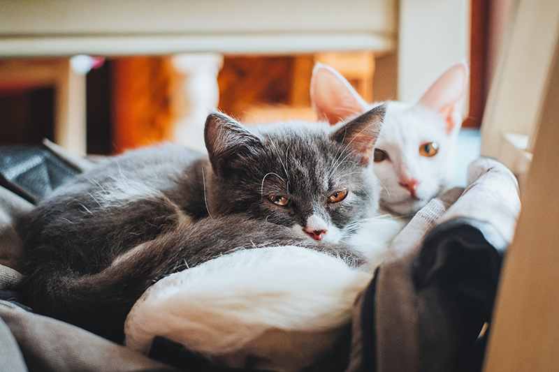 Pet Health Month: Focus on Cats