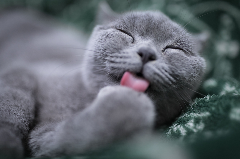 Pet Health Month: Focus on Cats