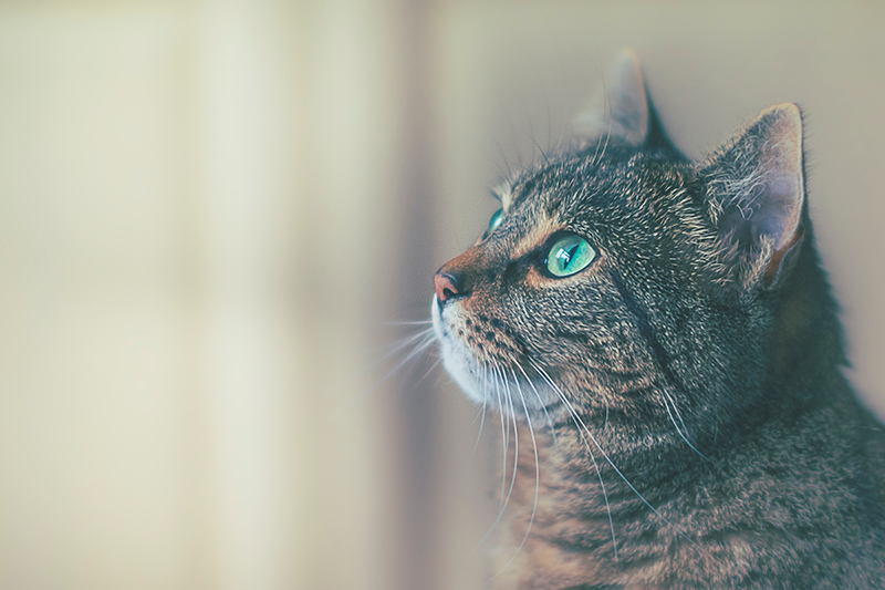 Pet Health Month: Focus on Cats