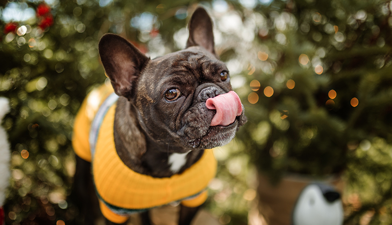 5 Holiday Foods that are Safe Pet Treats