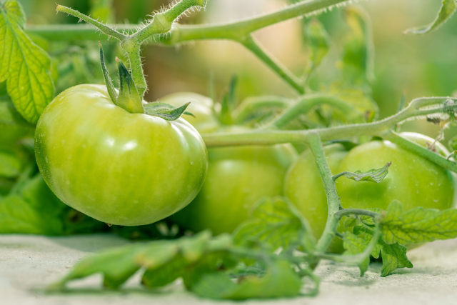 Quick Safety Tips: 15 Foods to Keep Away from Pets