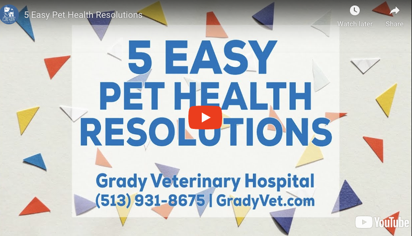 5 Easy Pet Health Resolutions