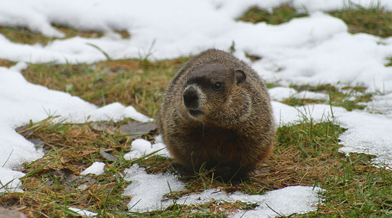 groundhog-facts-1.png