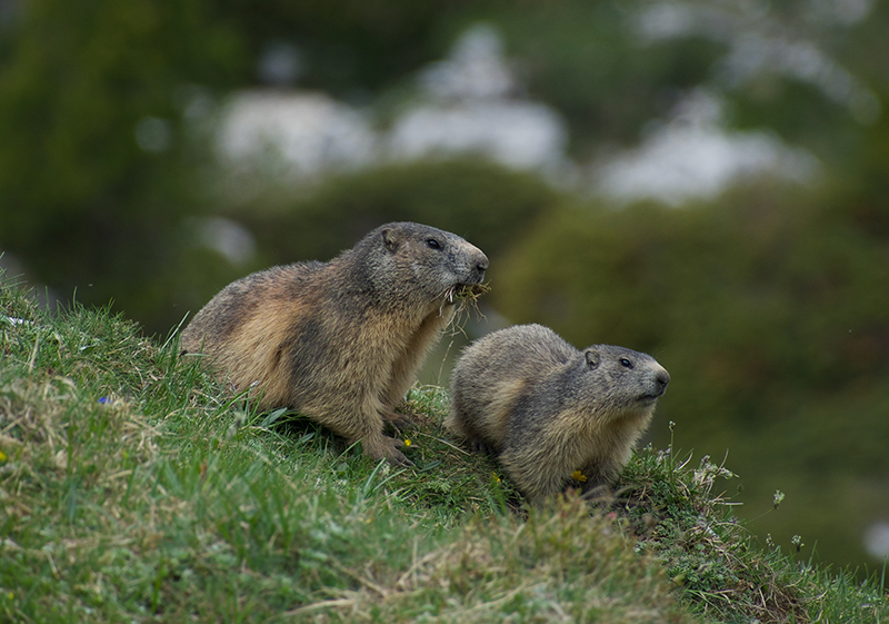 Groundhog Facts, Not Mere Prognostication