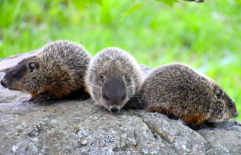 Groundhog Facts, Not Mere Prognostication