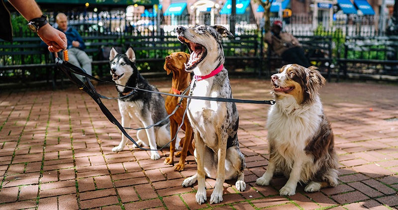 Planning for Vacation with Your Pet