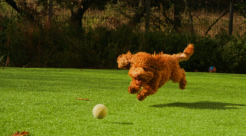 Welcoming a New Pet: Cats & Dogs