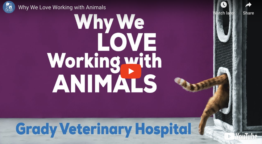 Why We Love Working with Animals