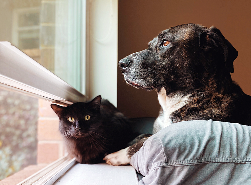 February is National Pet Dental Health Month