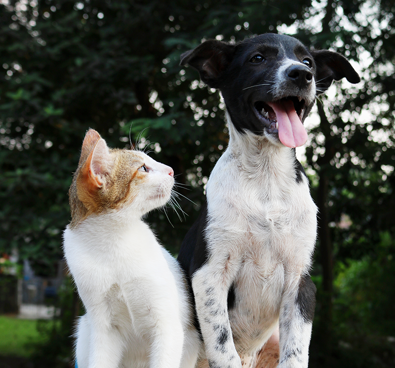 February is National Pet Dental Health Month