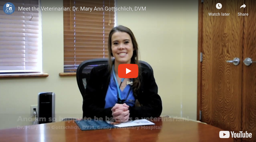 Meet the Veterinarian: Dr. Mary Ann Gottschlich, DVM
