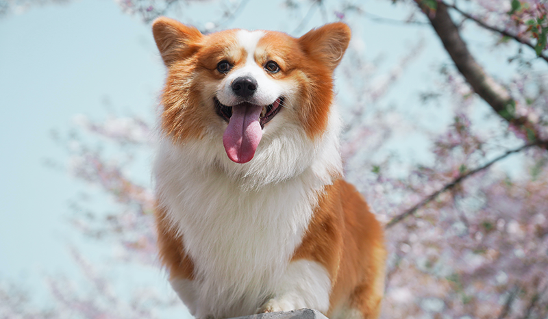 Spring into Action with 4 Pet Safety Tips
