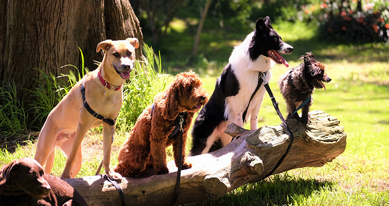 Cancer in Dogs: Who's Most at Risk?