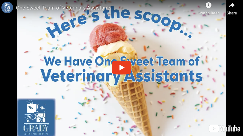 One Sweet Team of Veterinary Assistants