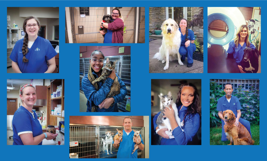 Meet 9 of Our Incredible Veterinary Assistants