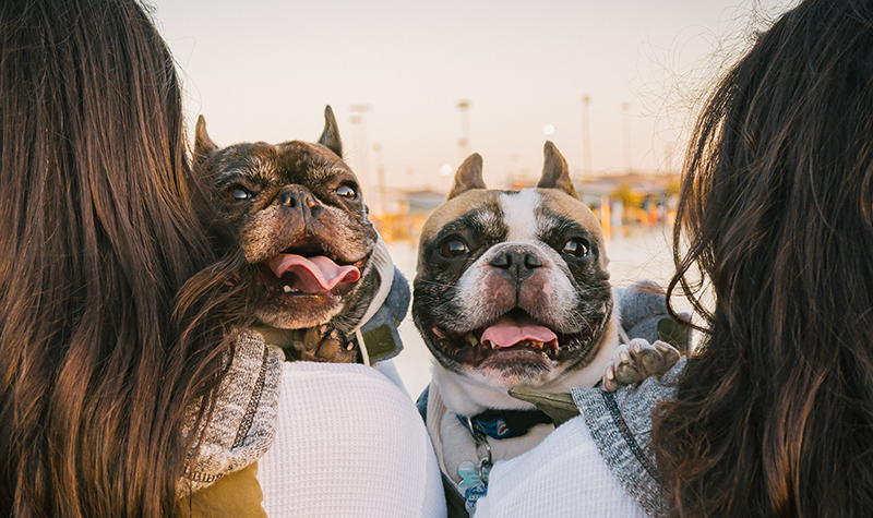 Bulldog Breed: Traits, Care, Health and History