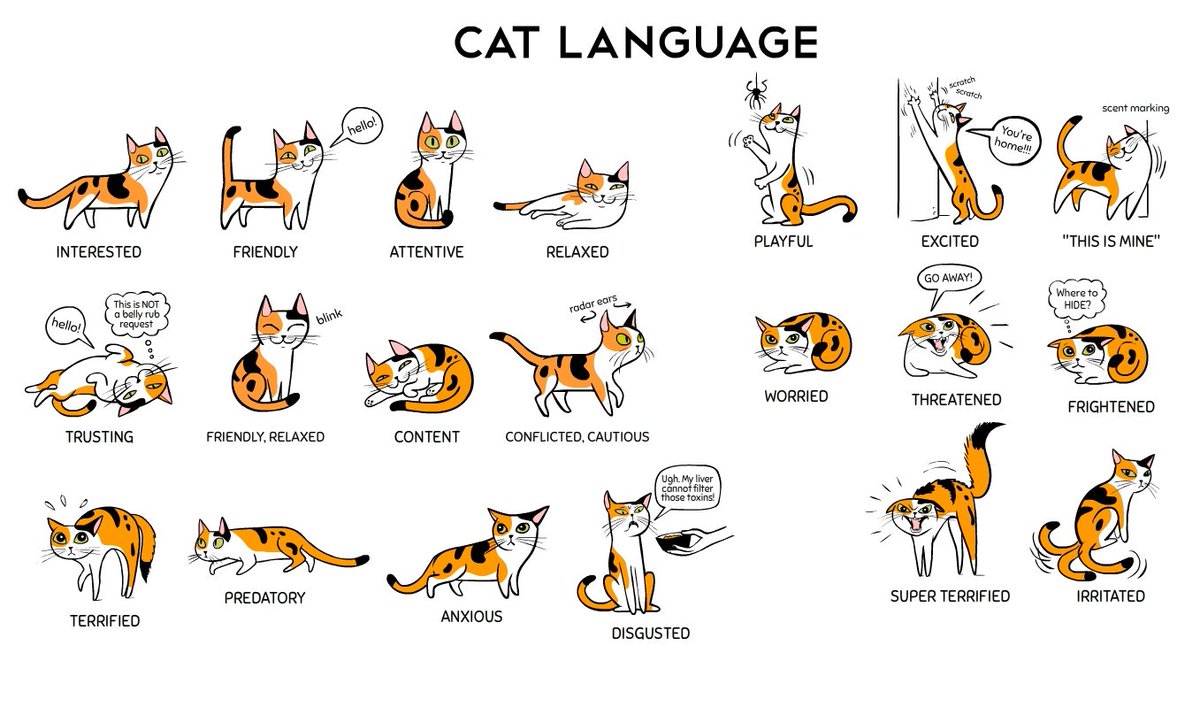 Happy Cat Month