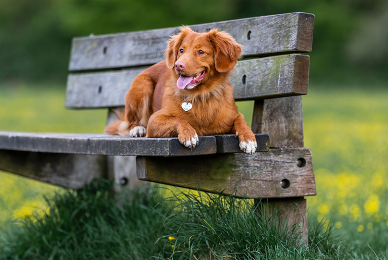 Dog Parks Cincinnati Check Out 5 this Fall Grady Veterinary Hospital