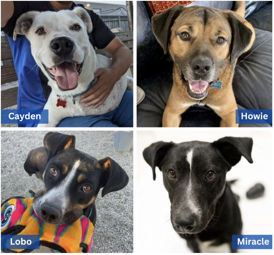 Adopt-a-Shelter-Dog: Meet 4 Sweeties