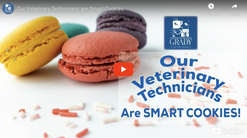 Our Veterinary Technicians are Smart Cookies