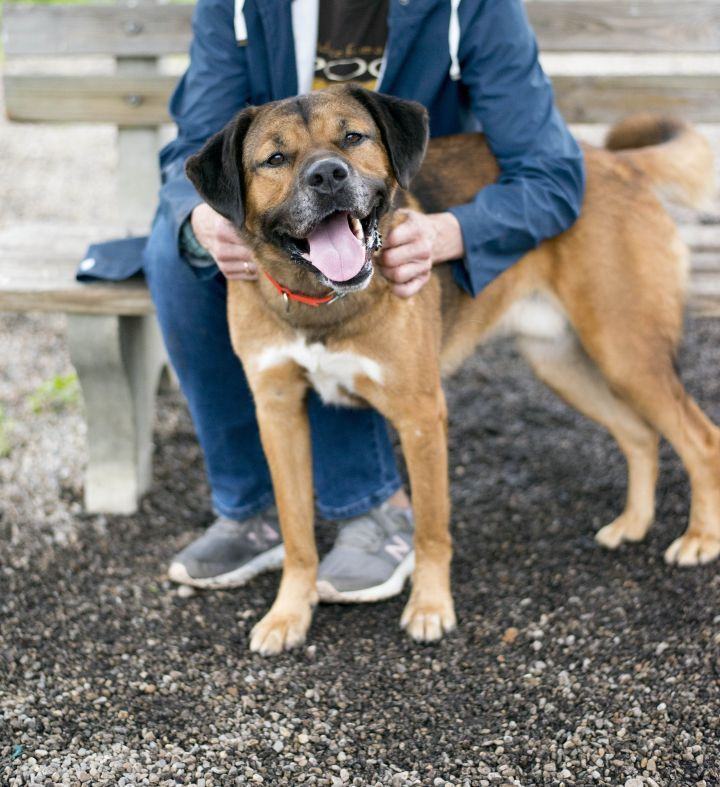 Adopt-a-Shelter-Dog: Meet Howie