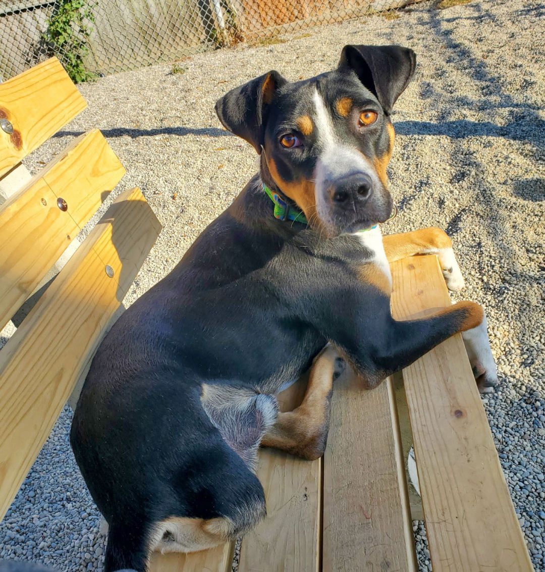 Adopt-a-Shelter-Dog: Meet Lobo