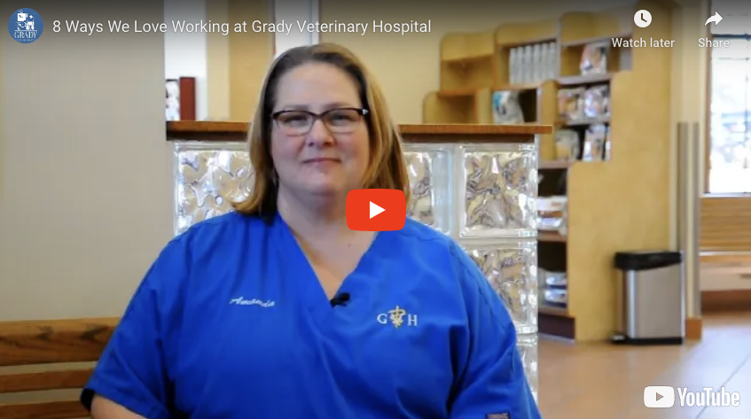 8 Ways We Love Working at Grady Veterinary Hospital