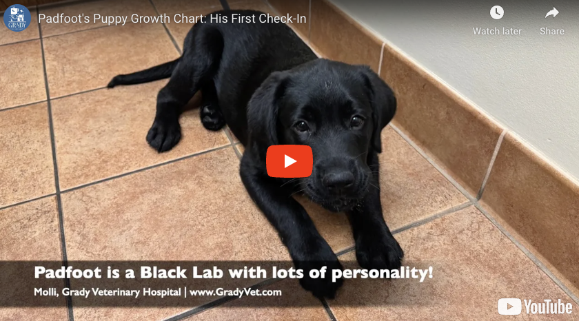 Padfoot's Puppy Growth Chart: His First Check-In