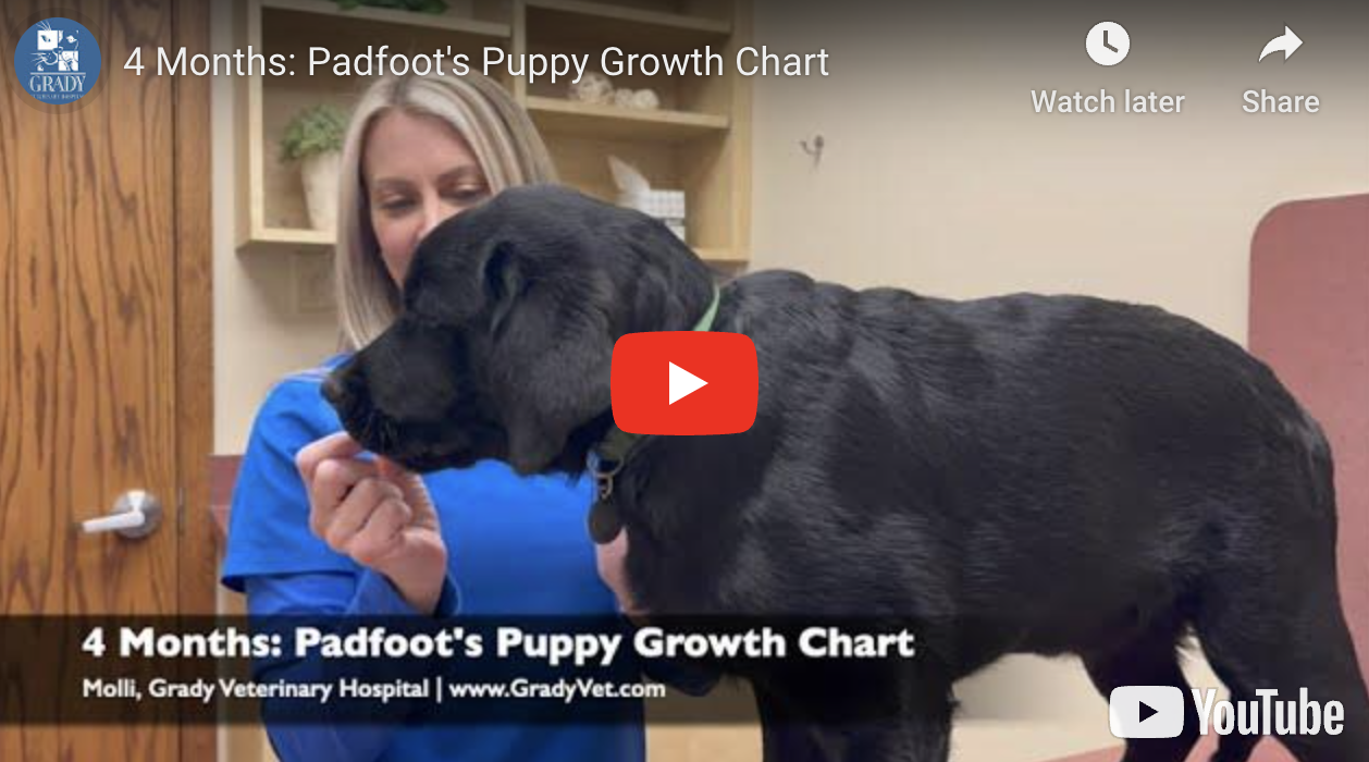 4 Months: Padfoot's Puppy Growth Chart