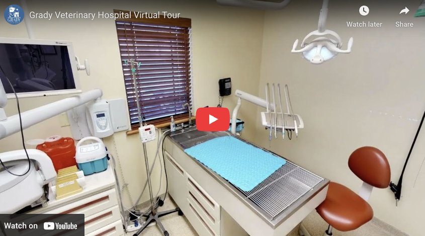Grady Veterinary Hospital Virtual Tour