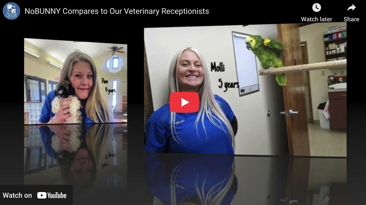 NoBUNNY Compares to Our Veterinary Receptionists