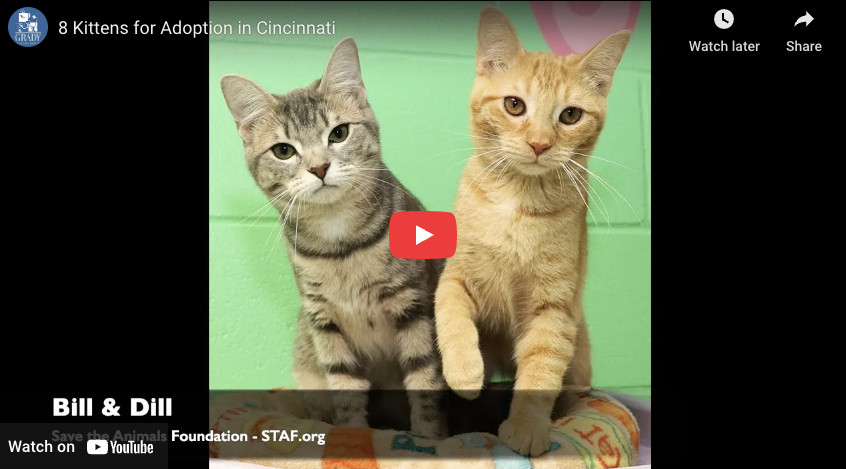 Kittens for Adoption