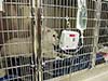 Grady Veterinary Hospital