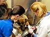 Grady Veterinary Hospital