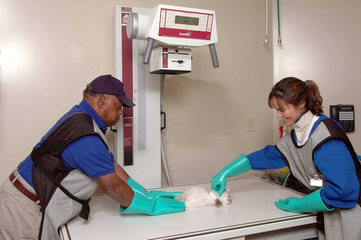 Veterinary Assistant Jay Rice