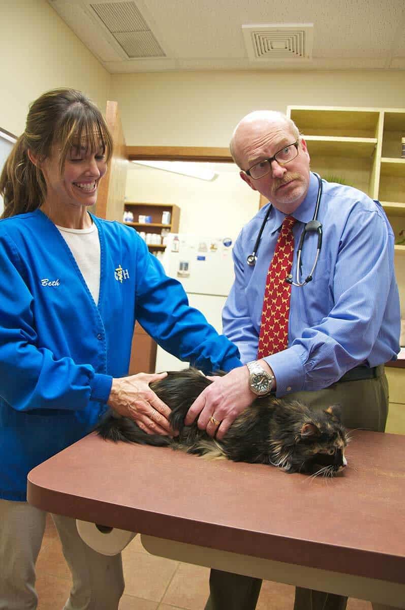 Our doctors consulting about a sick pet